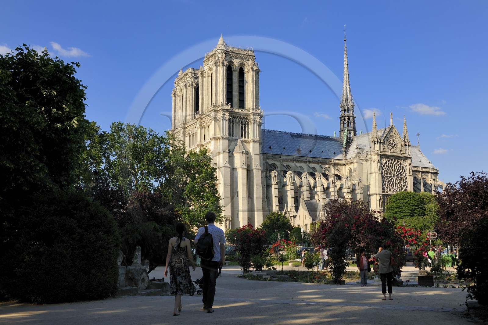 France, Paris (75), île de la Cité, la cathédrale Notre-Dame depuis le square René Viviani