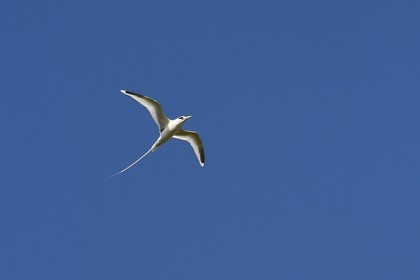 France, Reunion island (French overseas department), south coast, Petite-Ile, white-tailed tropicbird (Phaethon lepturus) is one of the emblems of the Mascarenes