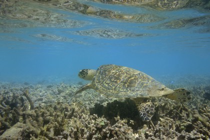 France, Ile de la Reunion, Côte Ouest, Saint-Gilles-Les-Bains (commune de Saint-Paul), le récif corallien du lagon de l'Ermitage, tortue verte (Chelonia mydas) (vue sous-marine)