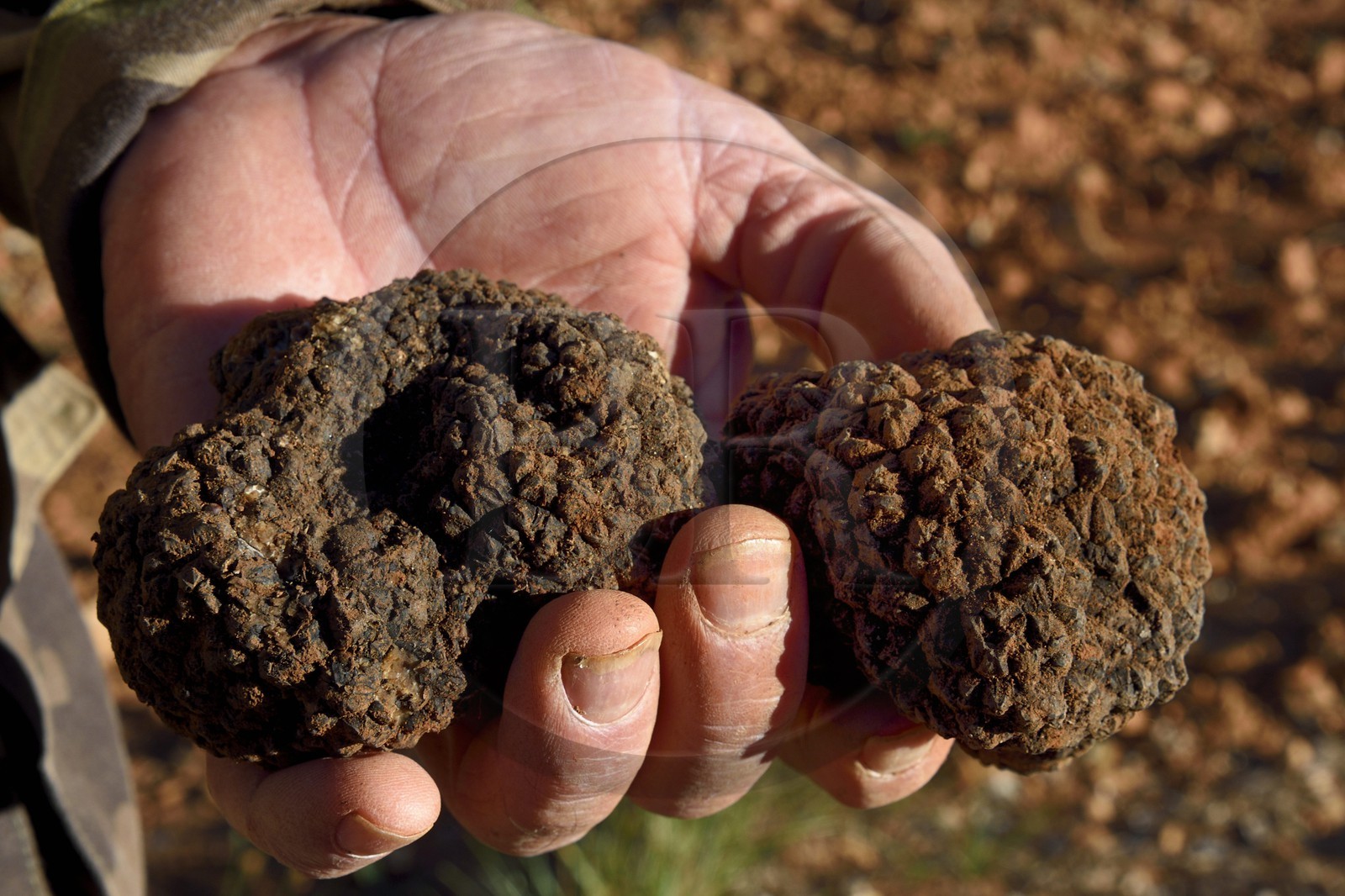 France, Var (83), Bauduen, Domaine du Hameau des Clos du trufficulteur Marcel Demaria, truffe blanche d’été (Tuber aestivum) dite encore truffe de la Saint-Jean