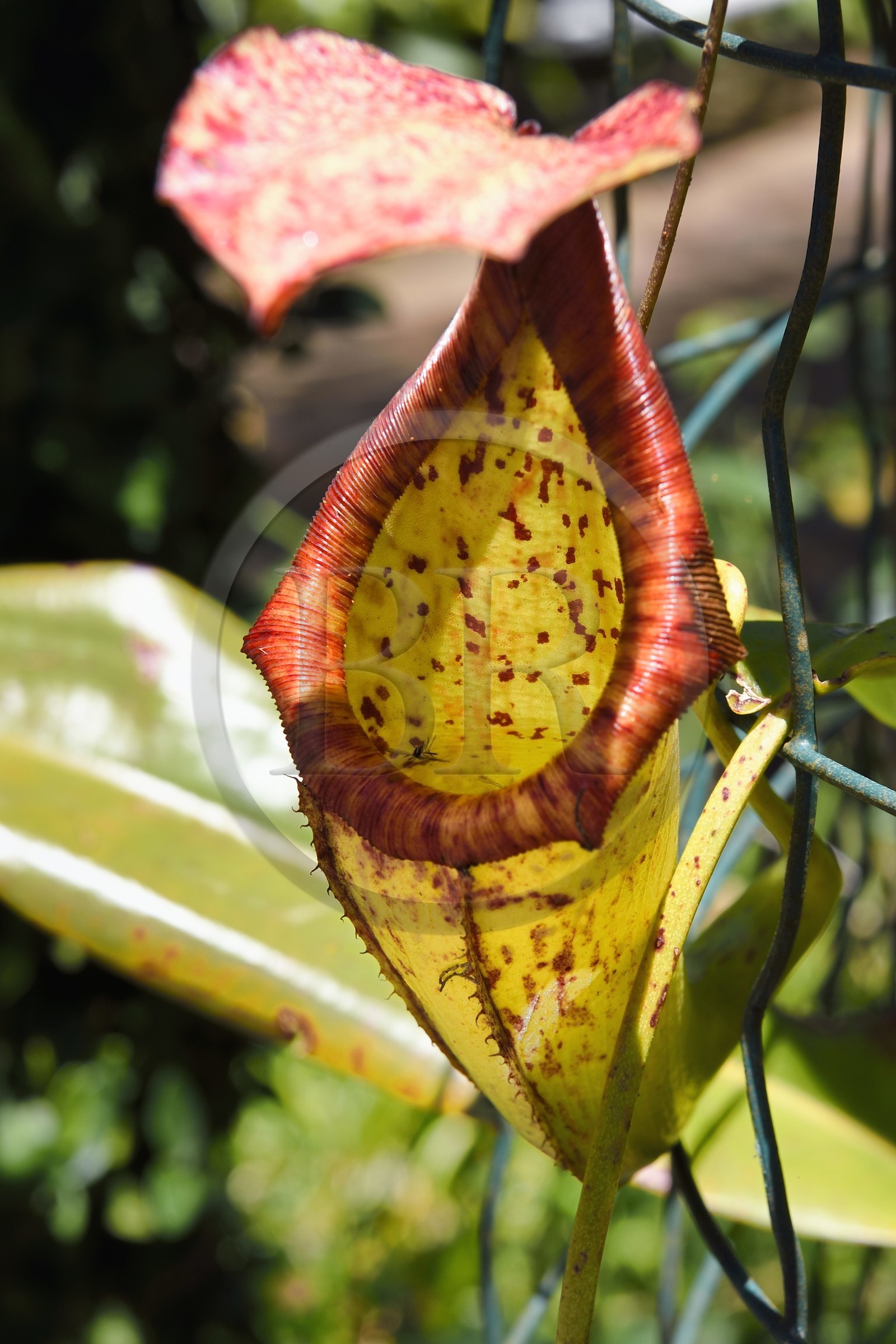 France, Reunion island (French overseas department), Cirque de Salazie, listed as World Heritage by UNESCO, Hell-Bourg, labeled labelled Les Plus Beaux Villages de France (The Most Beautiful Villages of France), the lush gardens of the Villa or Maison Folio, carnivorous plant Nepenthes