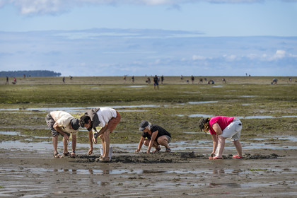 France, Vendee, Noirmoutier island, Barbatre, gathering seafood by hand on the foreshore along the Passage du Gois, submersible causeway that connects the island to the mainland at low tide