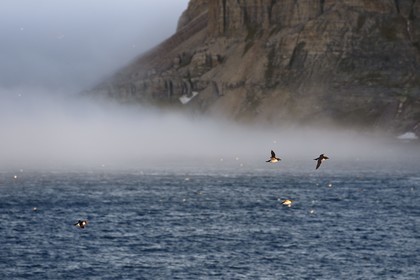 Groenland, cote Nord-Ouest, Murchison sund, Ile de Kiatak ou Northumberland, Guillemots de Brunnich (Uria lomvia)