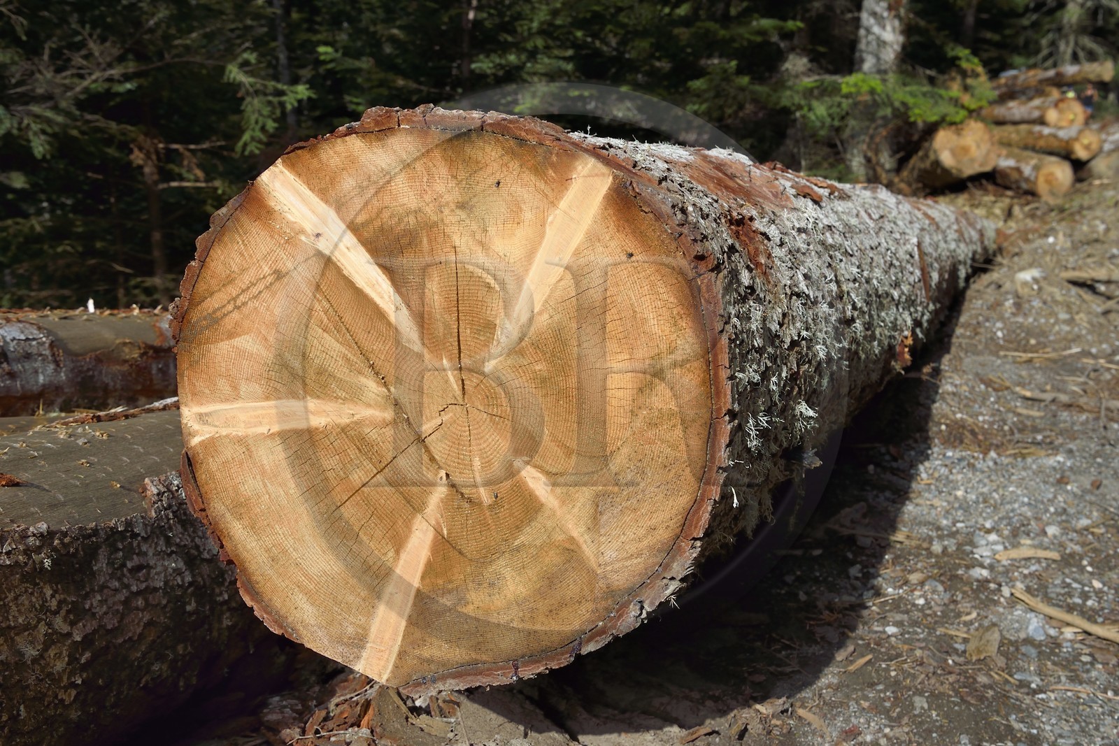 France, Hautes-Pyrénées (65), Saint-Lary-Soulan, vallée du Rioumajou, stockage de grumes