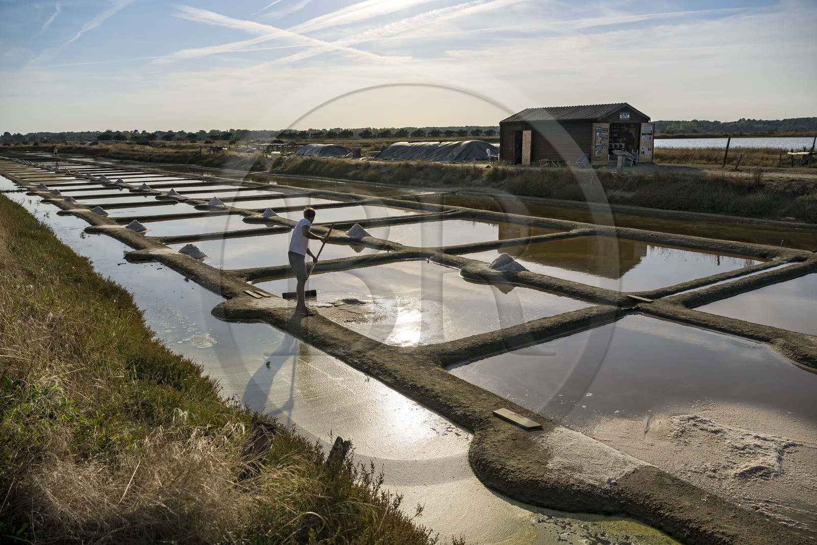 France, Vendee, Les Sables d'Olonne, the Salt Marshes of L'Ile d'Olonne, salt worker Damien Merceron harvesting salt in the Salorge de la Vertonne