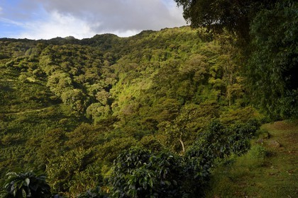 Panama, province de Chiriqui, Boquete, plantation de café Finca Lerida sur les pentes du volcan Baru