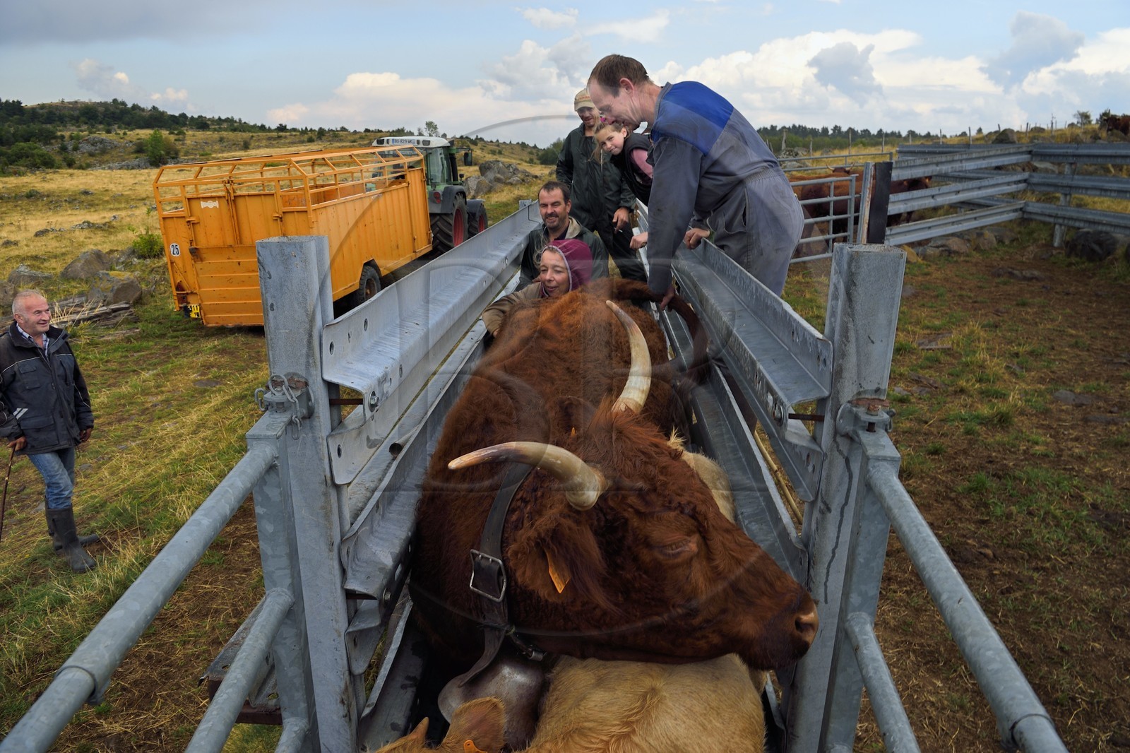 France, Cantal, Chastel-sur-Murat plateau on the Way of St. James to Santiago de Compostela by Via Arverna, the veterinarian Sylvie Calmels performs a pregnancy diagnosis on Salers cows in a corral of the cattle pen