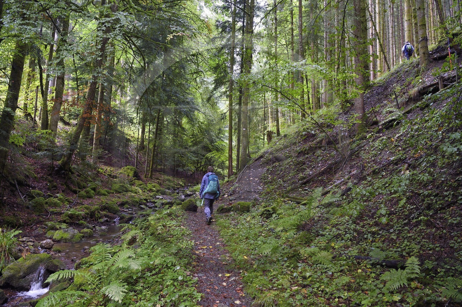 France, Haut-Rhin (68), Parc naturel régional des ballons des Vosges, randonneurs remontant la vallée de Storckensohn vers le sommet de La Tête des Perches