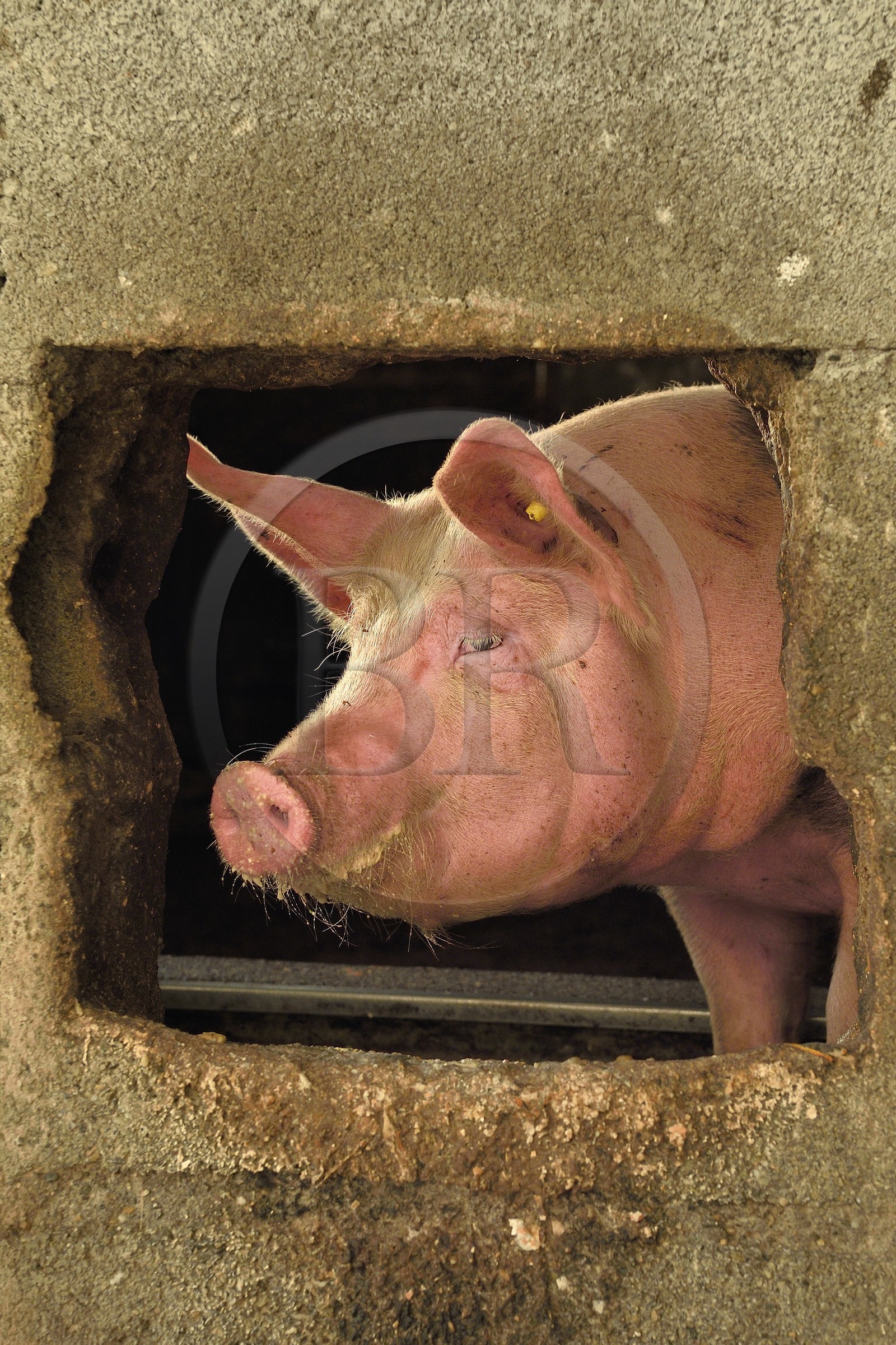 France, Haut-Rhin (68), Wasserbourg, Ferme-auberge Buchwald, cochon