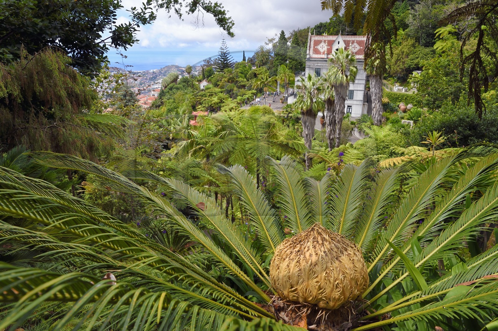 Portugal, Ile de Madère, Funchal, le jardin tropical Monte Palace, cica (syca revoluta)