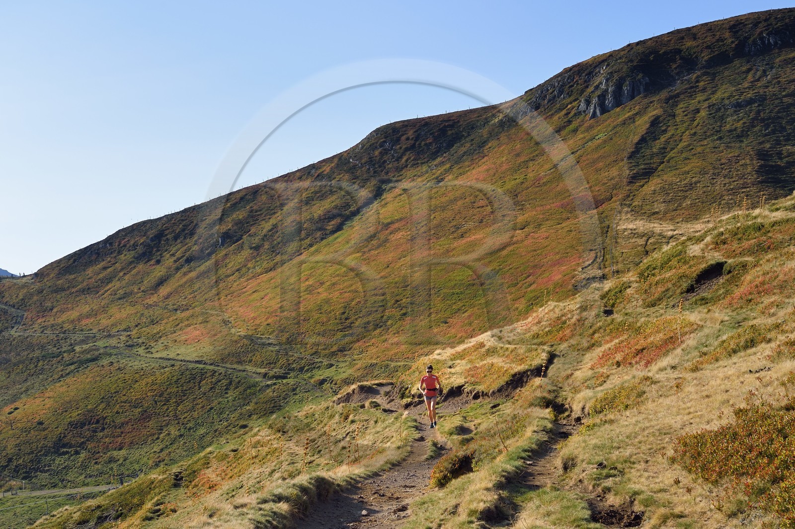 France, Cantal (15), Parc Naturel Régional des Volcans d'Auvergne, Le Lioran, traileuse sur le sentier montant vers le col de Rombière dominant la vallée de l'Alagnon sur le GR4 - GR400
