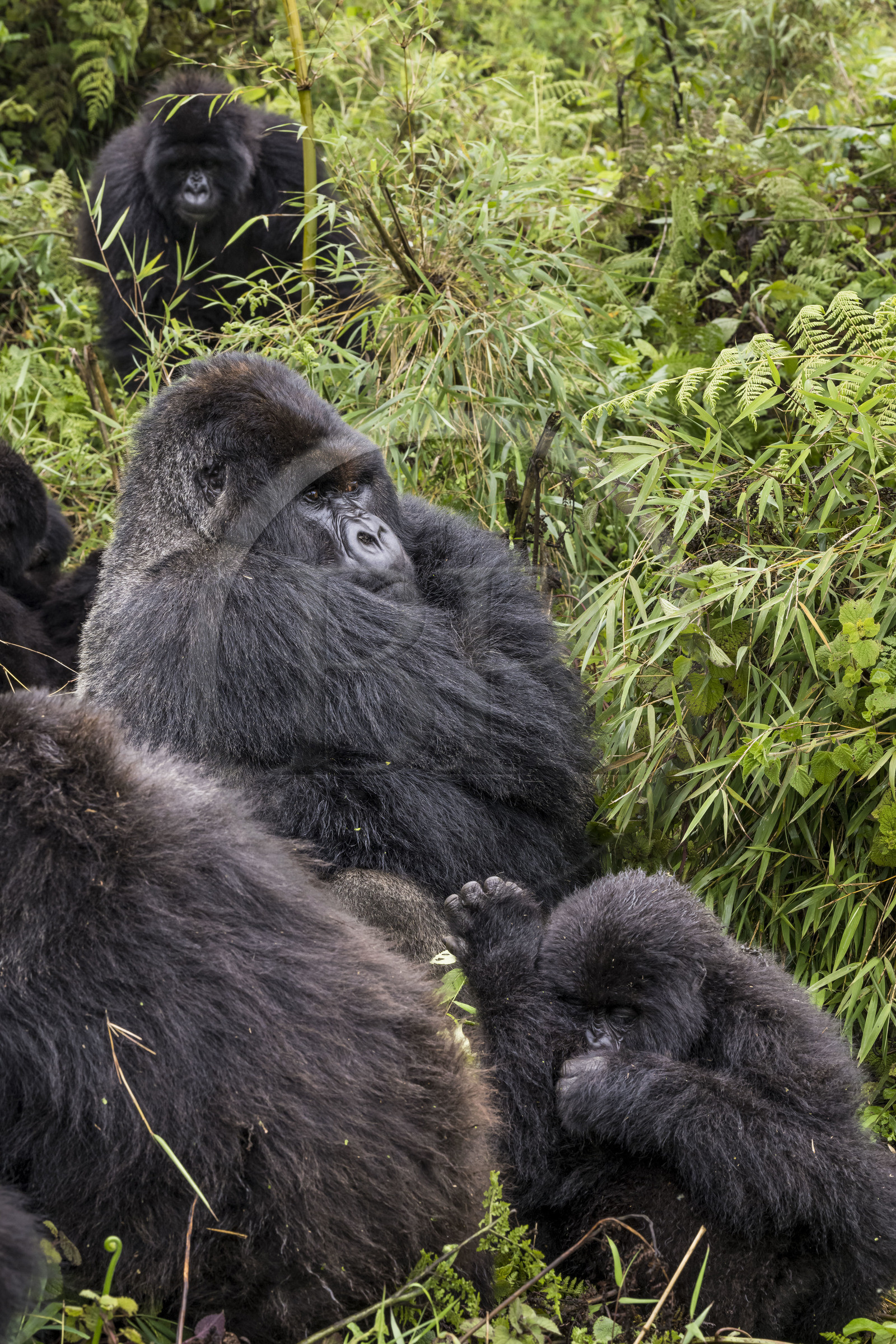 Rwanda, North Province, Volcanoes National Park in the chain of the Virunga Mountains, Mount Karisimbi, mountain gorillas (Gorilla beringei beringei), the silverback named Impuzamahanga who is the dominant male in the center