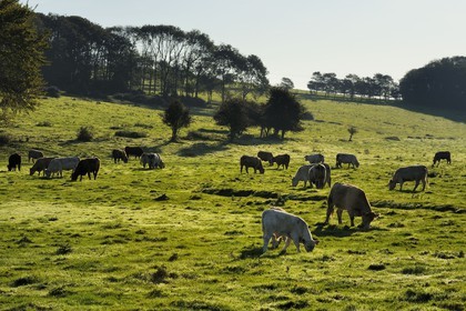 France, Seine-Maritime (76), Pays de Caux, Côte d'Albâtre, Sotteville-sur-Mer, vaches normandes dans un pré