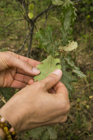 France, Var (83), Provence Verte, Bras, Académie du Bain de Forêt Provençale, forêt du domaine Le Peyrourier - une campagne en Provence, toucher de la feuille de chêne