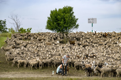 France, Vaucluse (84), Châteauneuf-du-Pape, le berger Marek Meire et la bergère Natacha Fasujevic avec leur troupeau de brebis Merinos d'Arles et quelques chèvres sur les bords du Rhone