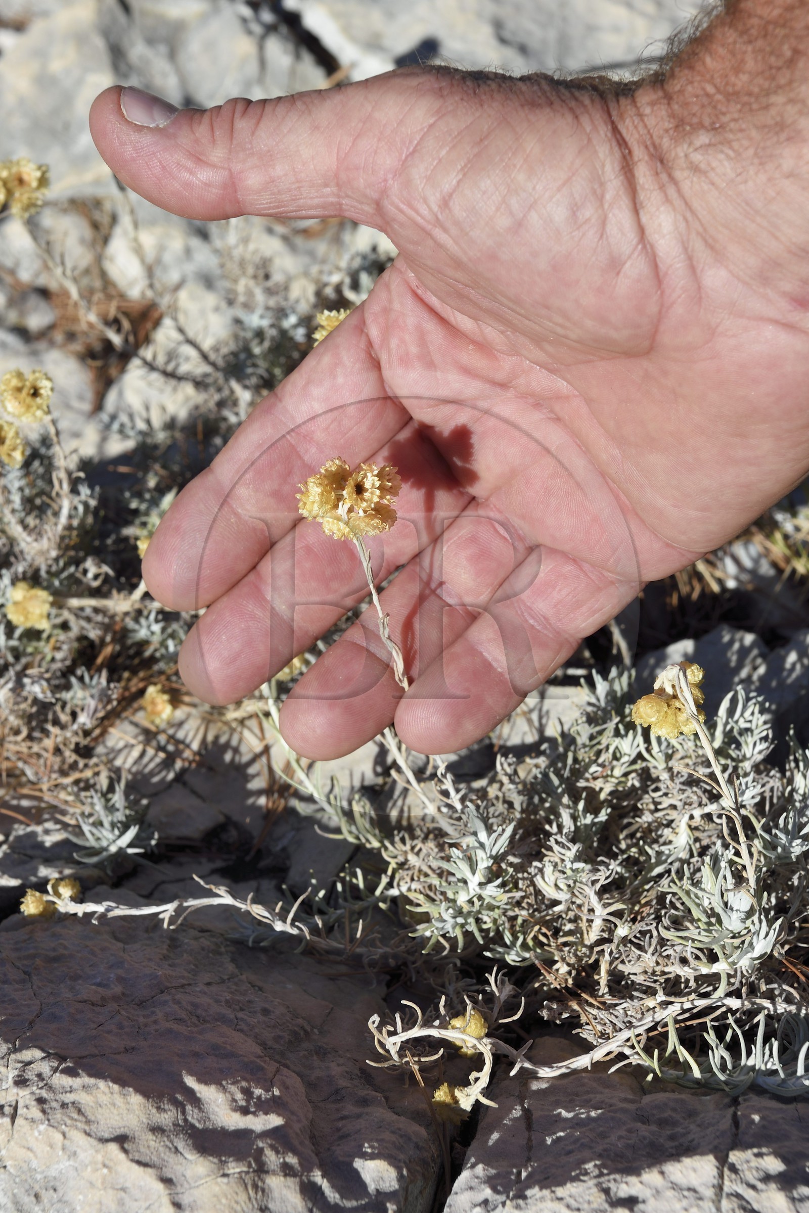 France, Bouches du Rhone, Marseille, National Park of the Calanques, Calanque En Vau (cove), Helichrysum flower (request for authorization necessary before publication)