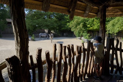 France, Haut-Rhin (68), Mulhouse, parc zoologique et botanique, parc aux zebres