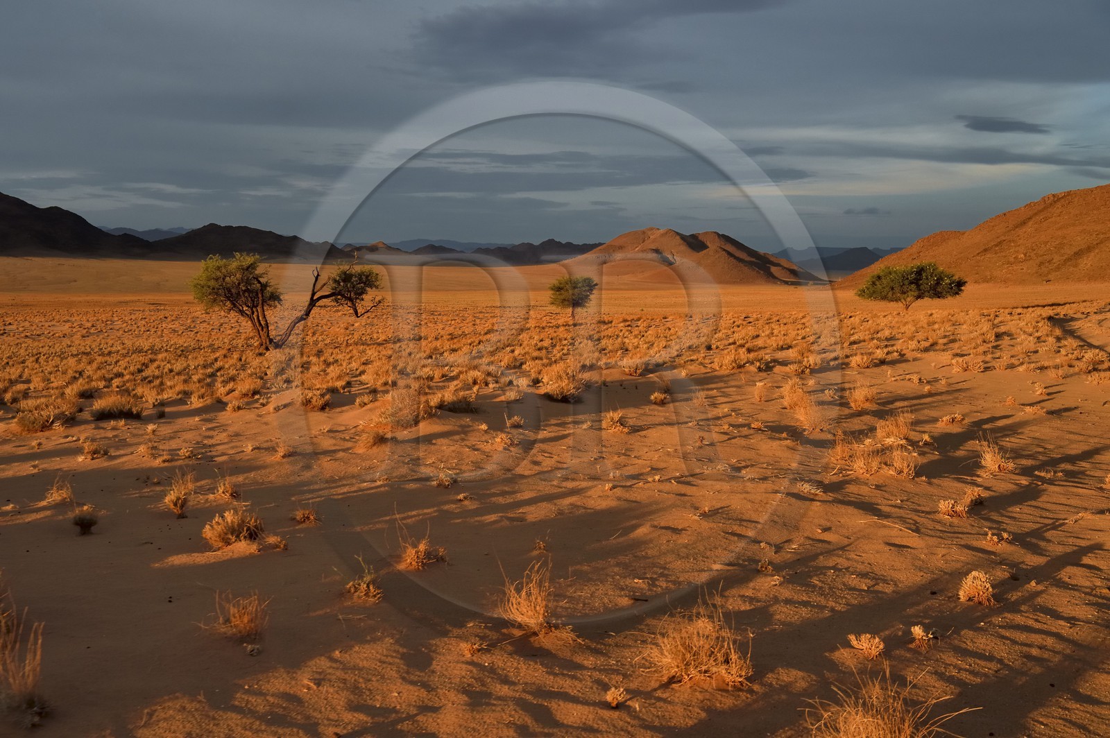 Namibie, région de Hardap, désert du Namib à l'Est du parc national Namib Naukluft vers Sossusvlei, plaine du désert recouverte d'herbe au coucher de soleil