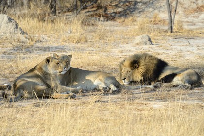 Zimbabwe, Midlands Province, Gweru, Antelope Park home to ALERT (African Lion and Environmental Research Trust), Yvonne Gordon is in charge of the observation of the behavior of lions to be released in a pride in a national park, here in zone 2 adult females end their cub with the male that have born the lions to be released