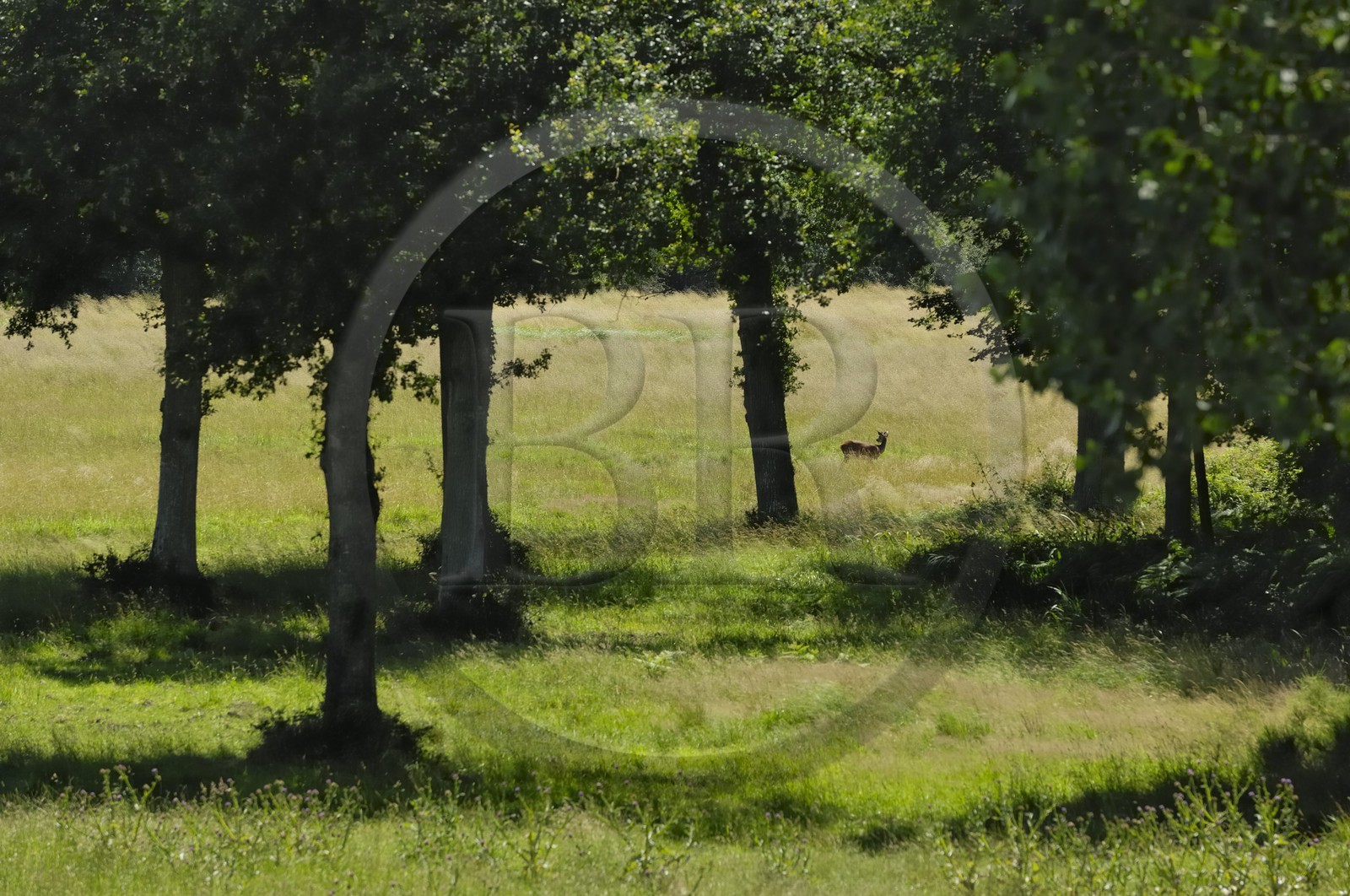 France, Loire et Cher, cerf dans le domaine du château de Chambord