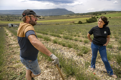 France, Drôme (26), Drome provençale, Pays de Sault, Ferrassières, les lavandiculteurs Nathalie et Jean-Pierre Busi bêchent leur champ de lavandes pour en enlever les mauvaises herbes
