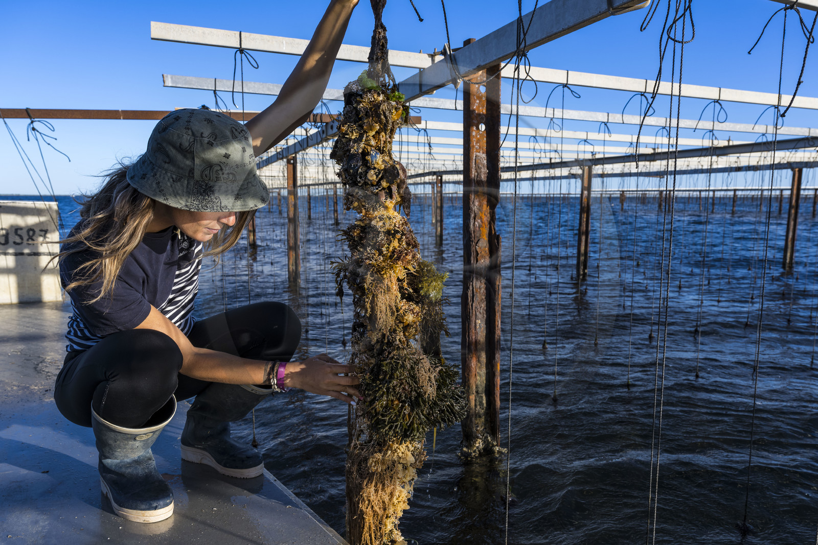 France, Hérault (34), Etang de Thau, Mèze, les producteurs de coquillages Quentin et Emmeline, l'élevage en suspension sur des cordes dans le parc à huitres
