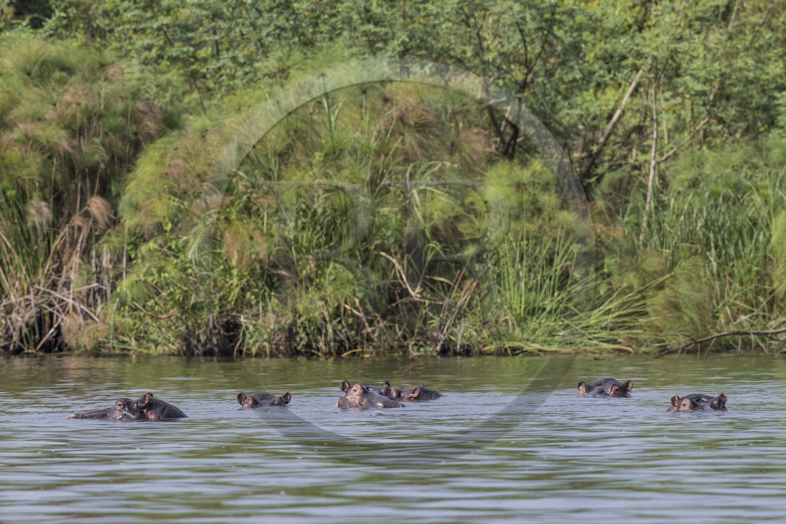 Rwanda, Akagera National Park, Lake Ihema, Hippopotamus (Hippopotamus amphibius)