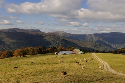 France, Haut Rhin, scenic road of la route des Cretes, view towards the Hohneck at the heights of Hahnenbrunnen path