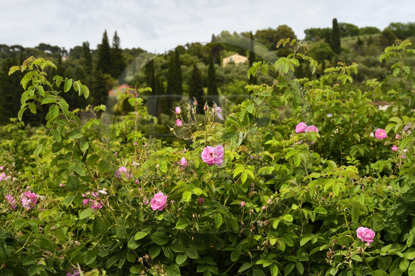 France, Alpes-Maritimes (06), Mouans-Sartoux non loin de Grasse, Jardins du Musée International de la Parfumerie, rose Centifolia