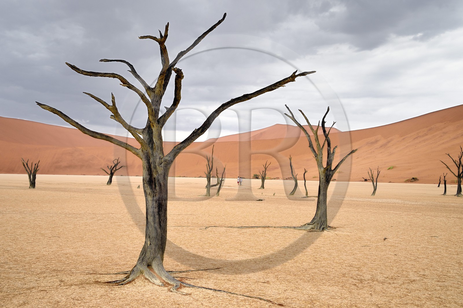 Namibie, région d'Hardap, désert du Namib, parc national du Namib-Naukluft, Erg du Namib classé Patrimoine Mondial de l'UNESCO, dunes de Sossusvlei, Dead Vlei, arbres morts de Camelthorn Acacia (Acacia erioloba)