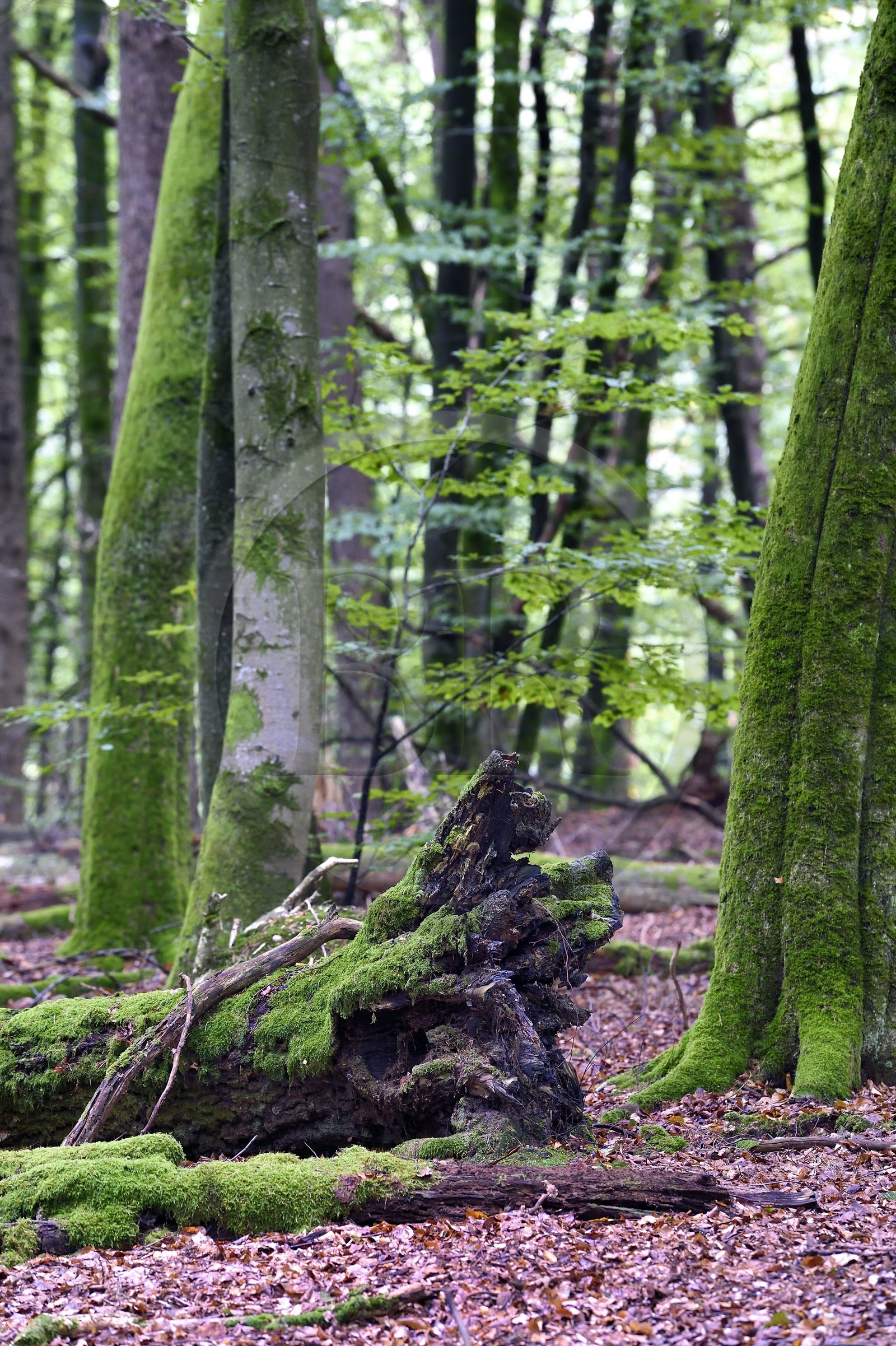 France, Bas-Rhin (67), Parc naturel régional des Vosges du Nord, Obersteinbach, foret domaniale de Steinbach, foret de hetres sur le chemin des ruines du fortin de Wittschloessel