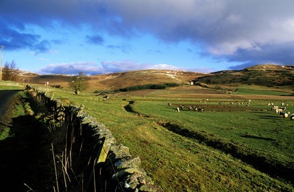 United Kingdom, Scotland, the Borders, Kirkhope Tower (15th cent.), sheep land next to Ettrickbridge south of Selkirk