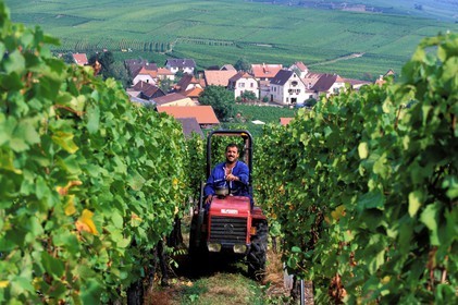 France, Haut-Rhin (68), Route des vins d' Alsace, Hunawihr, labellisé Les Plus Beaux Villages de France, tracteur dans les vignes pendant les vendanges