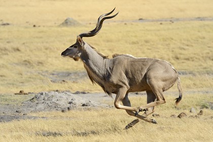 Zimbabwe, province de Matabeleland septentrional, parc national Hwange, Grand koudou (Tragelaphus strepsiceros) au galop