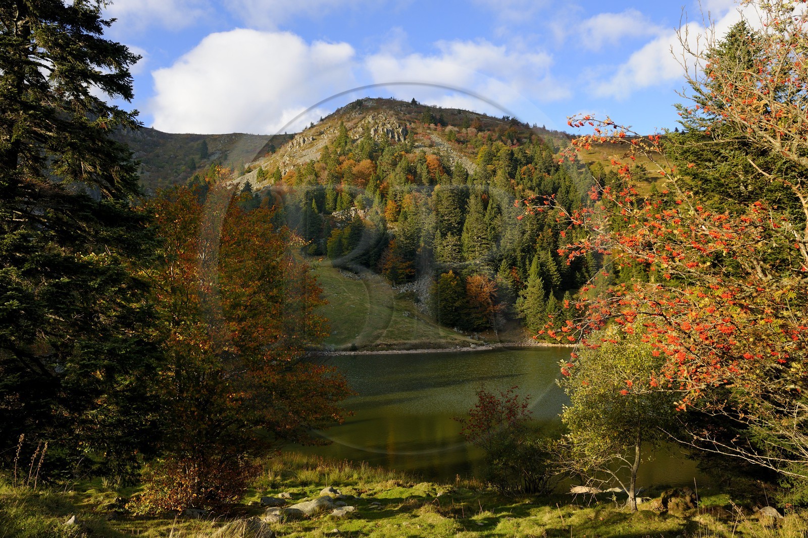 France, Haut-Rhin (68), en contrebas de la route des Crêtes, le lac des Truites ou lac du Forlet, situé dans un ancien cirque glaciaire au pied du massif du Tanet
