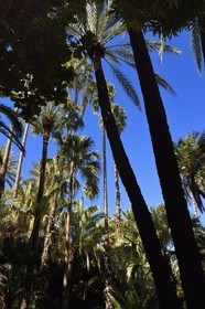 Morocco, High Atlas, Marrakech, Imperial city, Gueliz district, Majorelle Garden founded in 1931 by the French painter Jacques Majorelle in 1980 and bought by Yves Saint Laurent and Pierre Berge