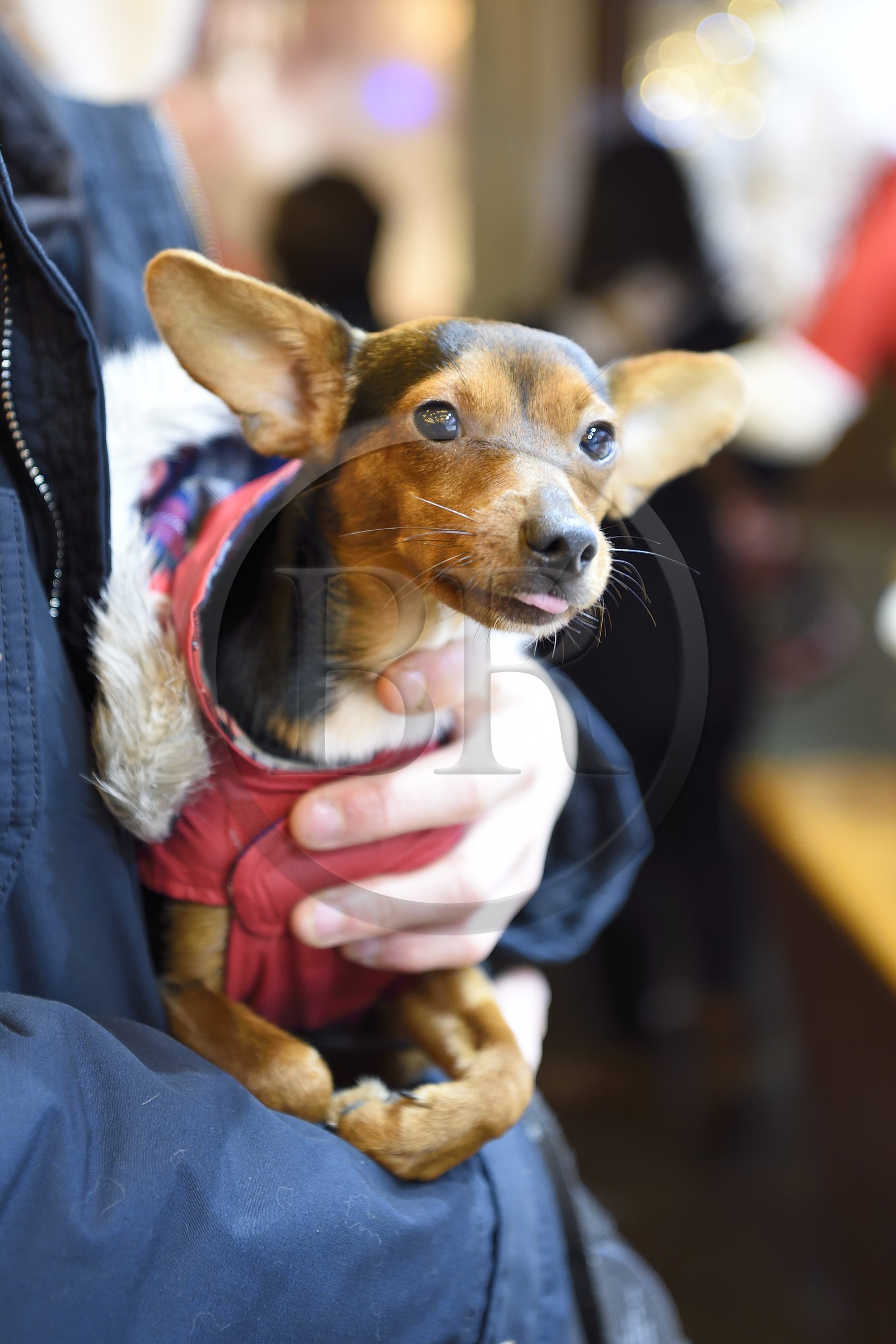 France, Bas-Rhin (67), Strasbourg, vieille ville classée Patrimoine Mondial de l'UNESCO, marché de Noël (Christkindelsmarik), chien habillé pour l'hiver