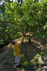 France, Alpes-Maritimes (06), Menton, le domaine de la Citronneraie, son créateur François Mazet, le Citron de Menton n’est pas ciré et ne subit aucun traitement chimique après la récolte