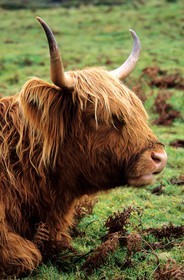 Royaume-Uni, Ecosse, région des Highlands, une vache écossaise