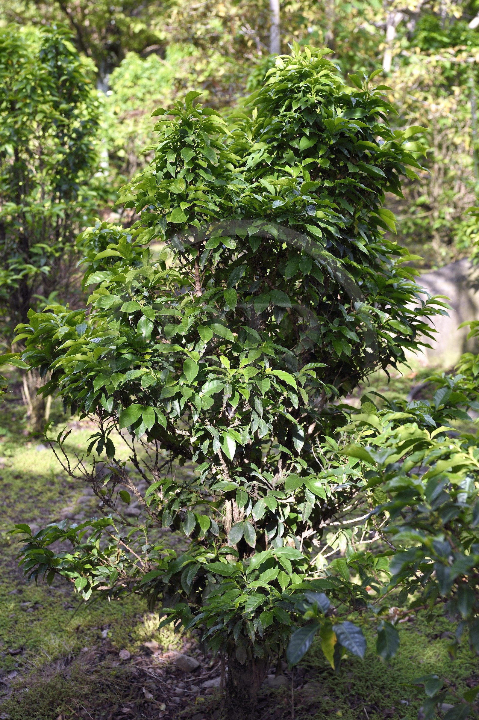 France, Reunion island (French overseas department), Saint Pierre, Domaine du Café Grillé Botanical Garden, Bourbon pointu (Coffea arabica var. laurina) coffee tree
