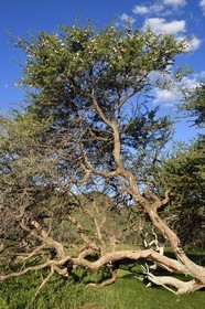 Namibia, Khomas region, north of Windhoek, Okapuka Ranch, acacia tree