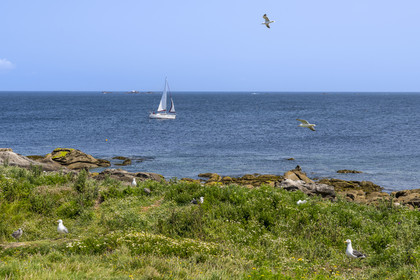 France, Finistère (29), Pays des Abers, Ile Vierge dans l'archipel de Lilia, de très nombreux goélands peuple l'île en période de nidification