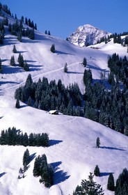 Suisse, région de Bern (Oberland Bernois), Saanenland, piste de ski sur les hauteurs de Gstaad