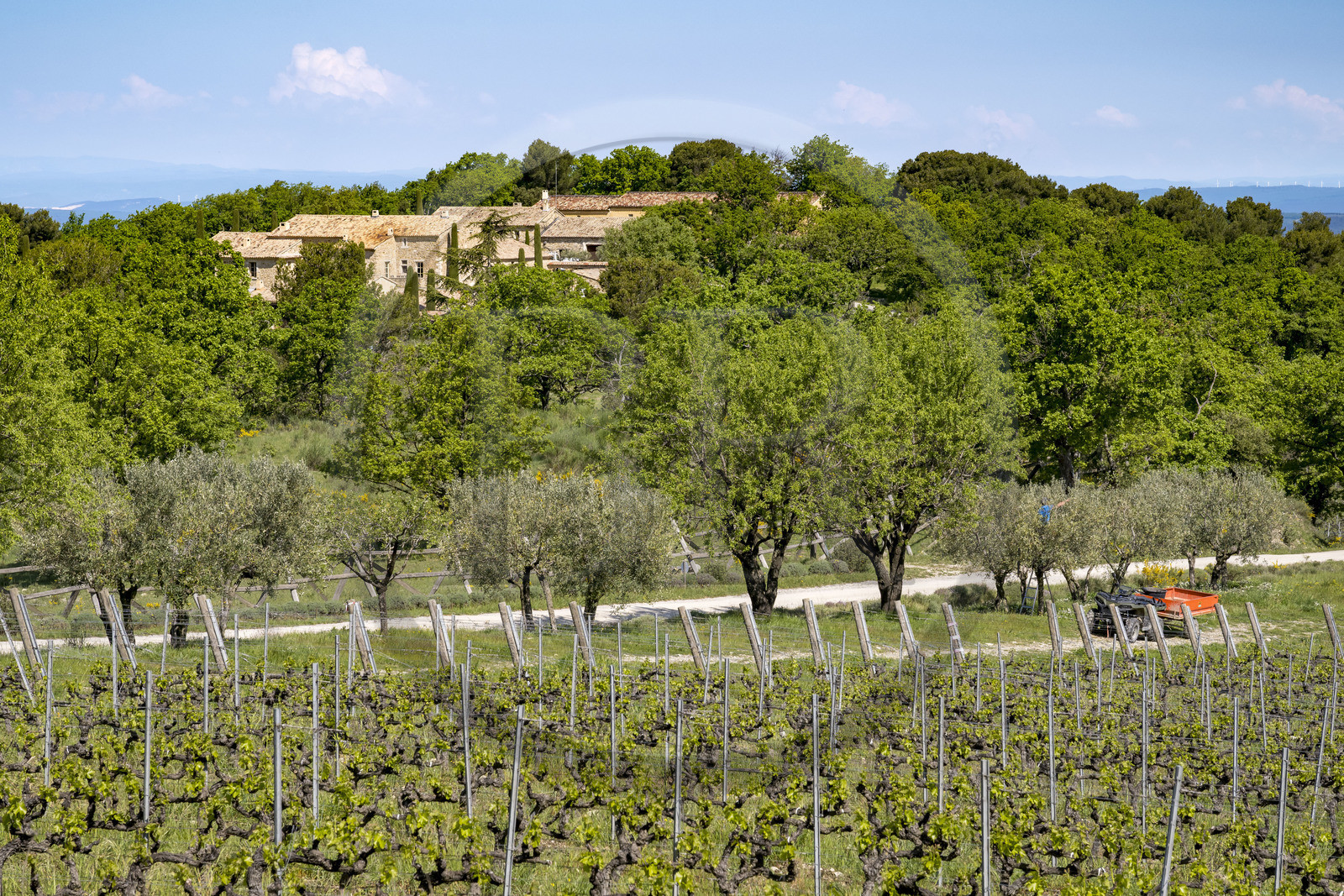 France, Vaucluse (84), Dentelles de Montmirail, Crestet, Domaine viticole du Chêne Bleu, entretien des oliviers