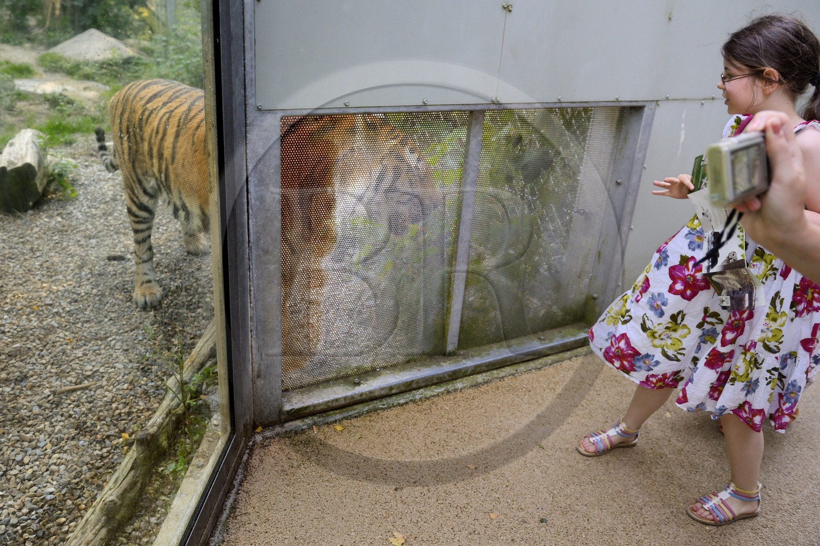 France, Haut-Rhin (68), Mulhouse, parc zoologique et botanique, tigre de Sibérie ou tigre de l'Amour (Panthera tigris altaica)