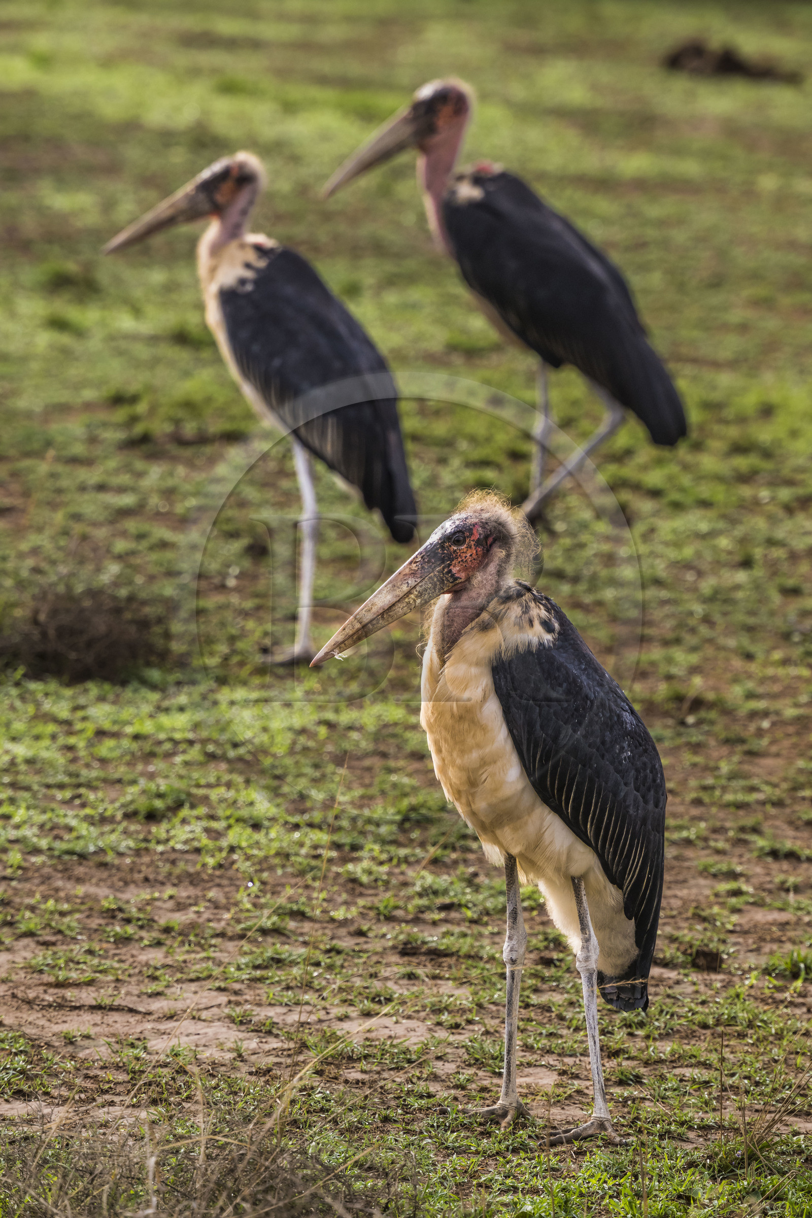 Rwanda, Parc national de l'Akagera, marabout d'Afrique (Leptoptilos crumenifer)