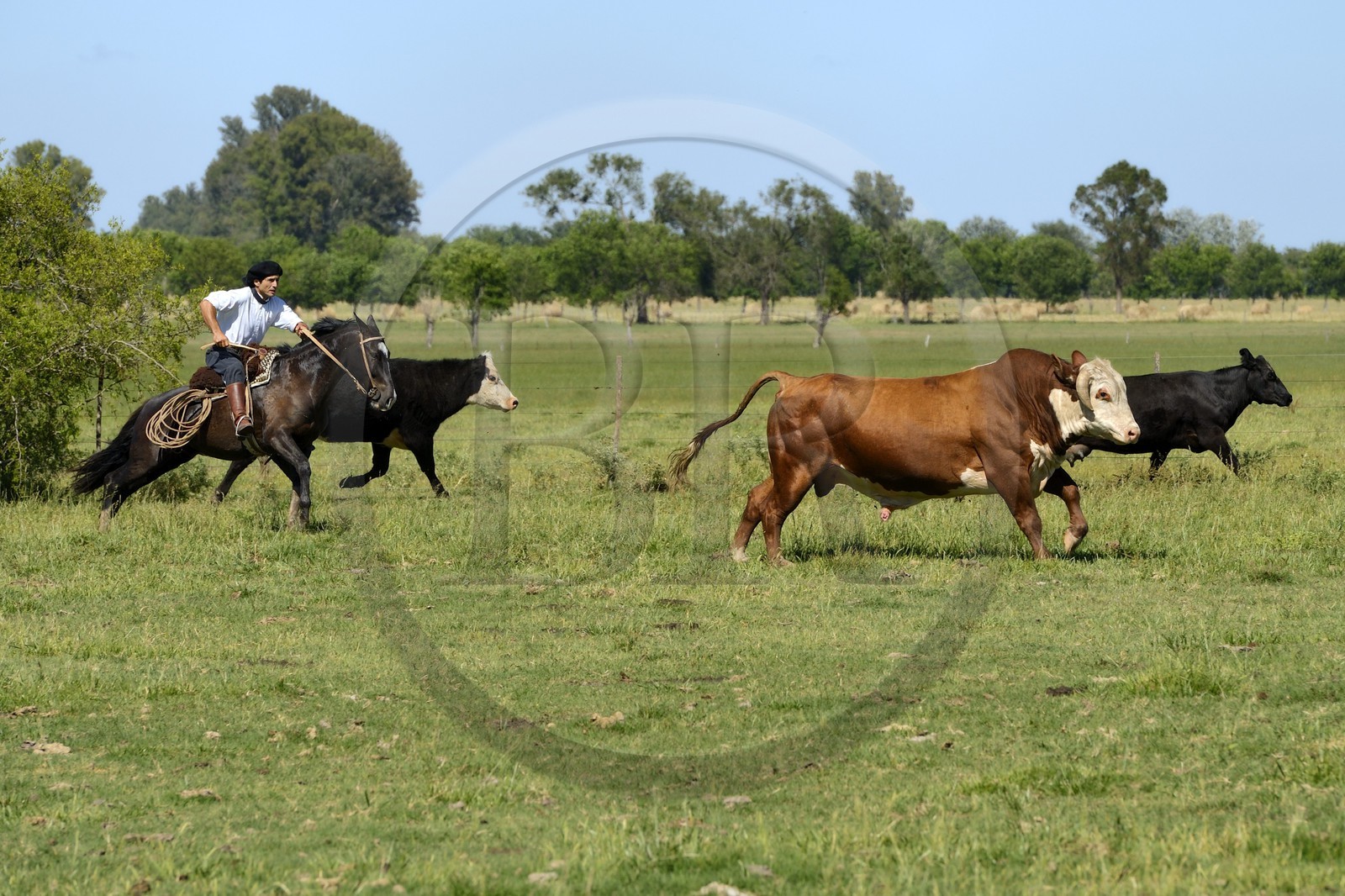 Argentine, province de Buenos Aires, San Antonio de Areco, estancia La Bamba de Areco, gauchos au travail pourchassant un taureau