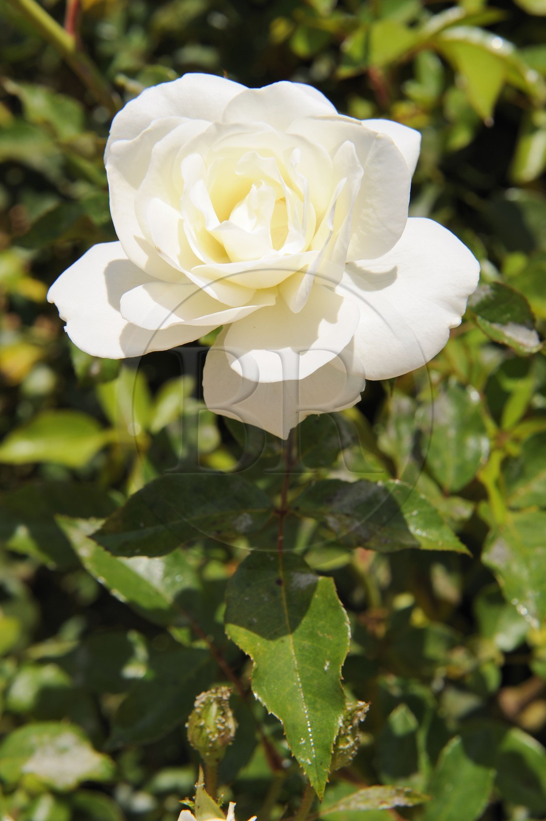 Morocco, Meknes Tafilalet Region, near Meknes, white rose