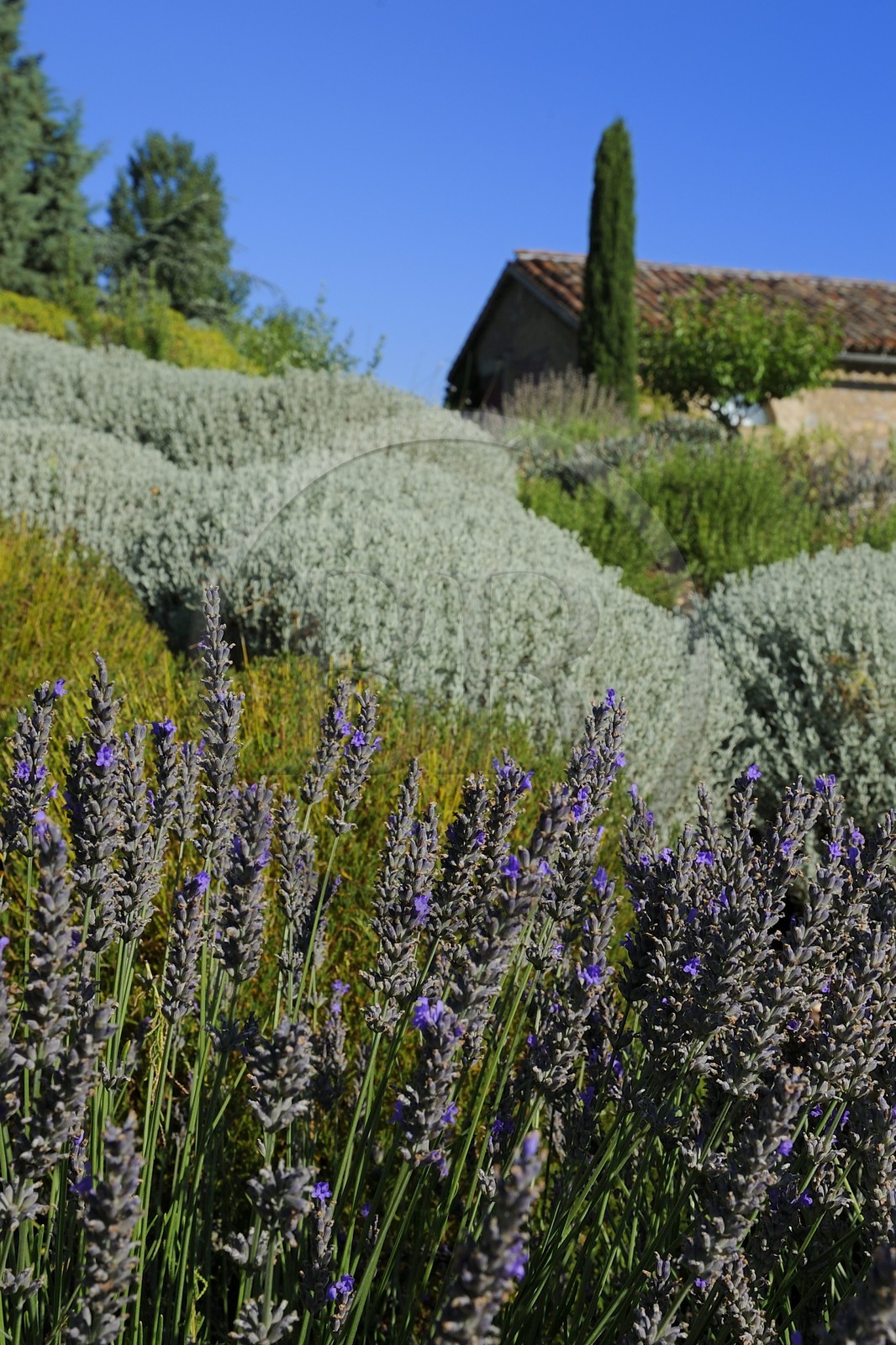 France, Var (83), Provence Verte, Bras, vers Saint-Maximin-la-Sainte-Baume, la maison d'hôtes Le Peyrourier, une campagne en Provence