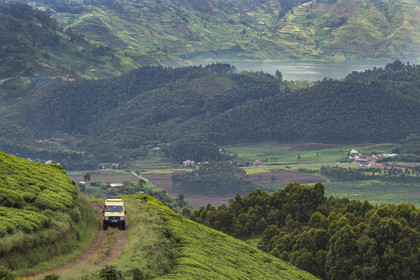 Rwanda, Province de l’Ouest, Gisakura, plantation de thé et le lac Kivu en arrière plan